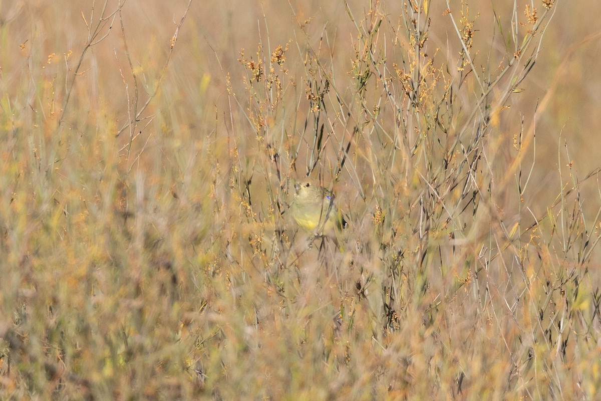 Blue-winged Parrot - ML626069134