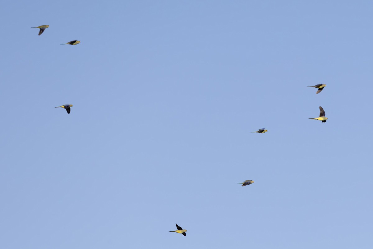 Blue-winged Parrot - ML626069138
