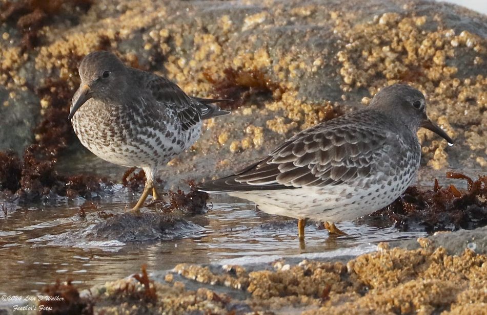 Rock Sandpiper - ML626069140