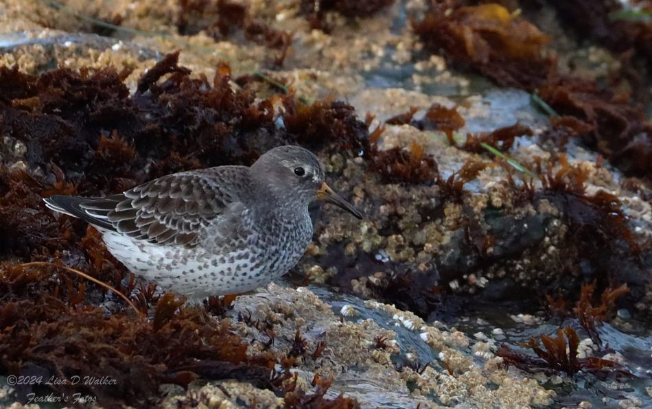 Rock Sandpiper - ML626069141