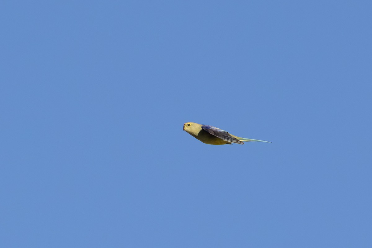 Blue-winged Parrot - ML626069146