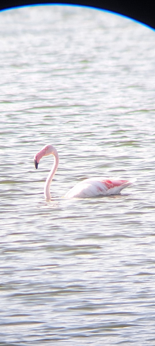 Flamant rose - ML626069196