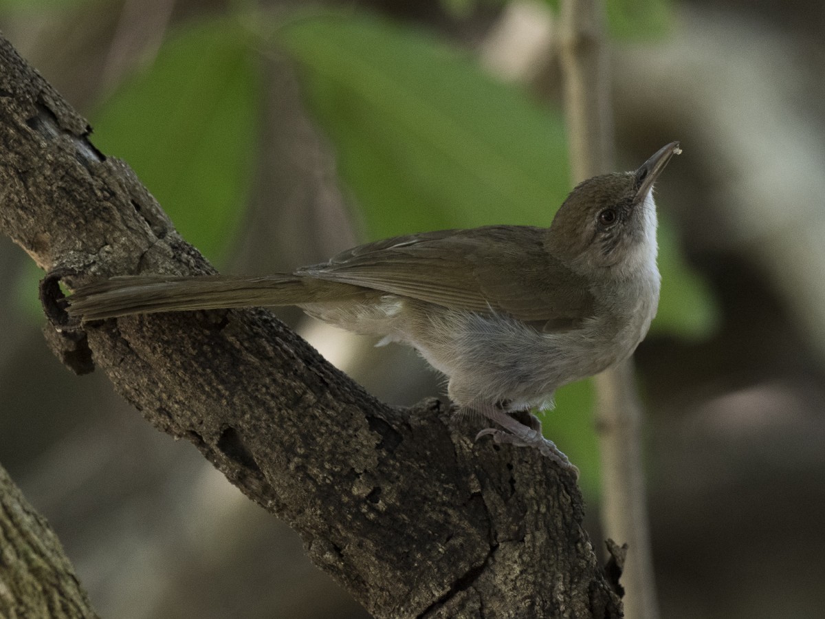 Terrestrial Brownbul - ML626069230