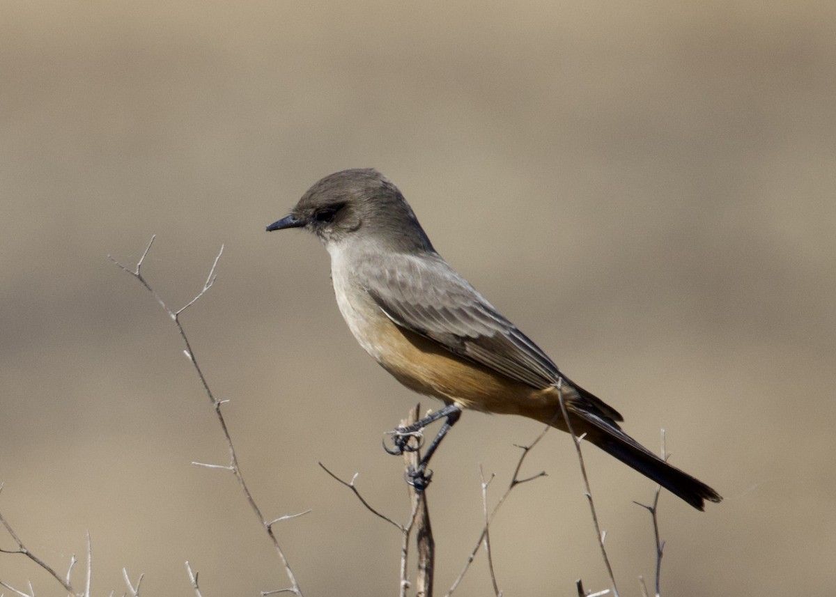 Say's Phoebe - ML626069278