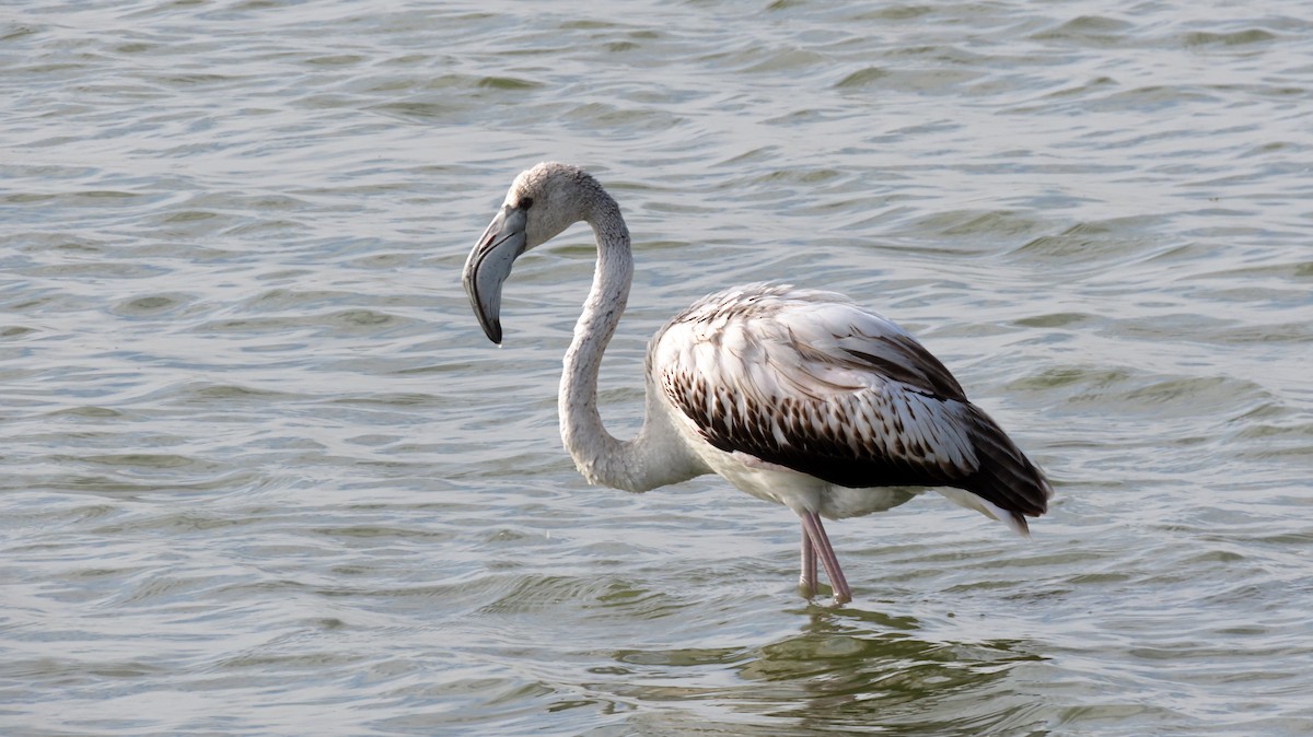 Flamant rose - ML626069361