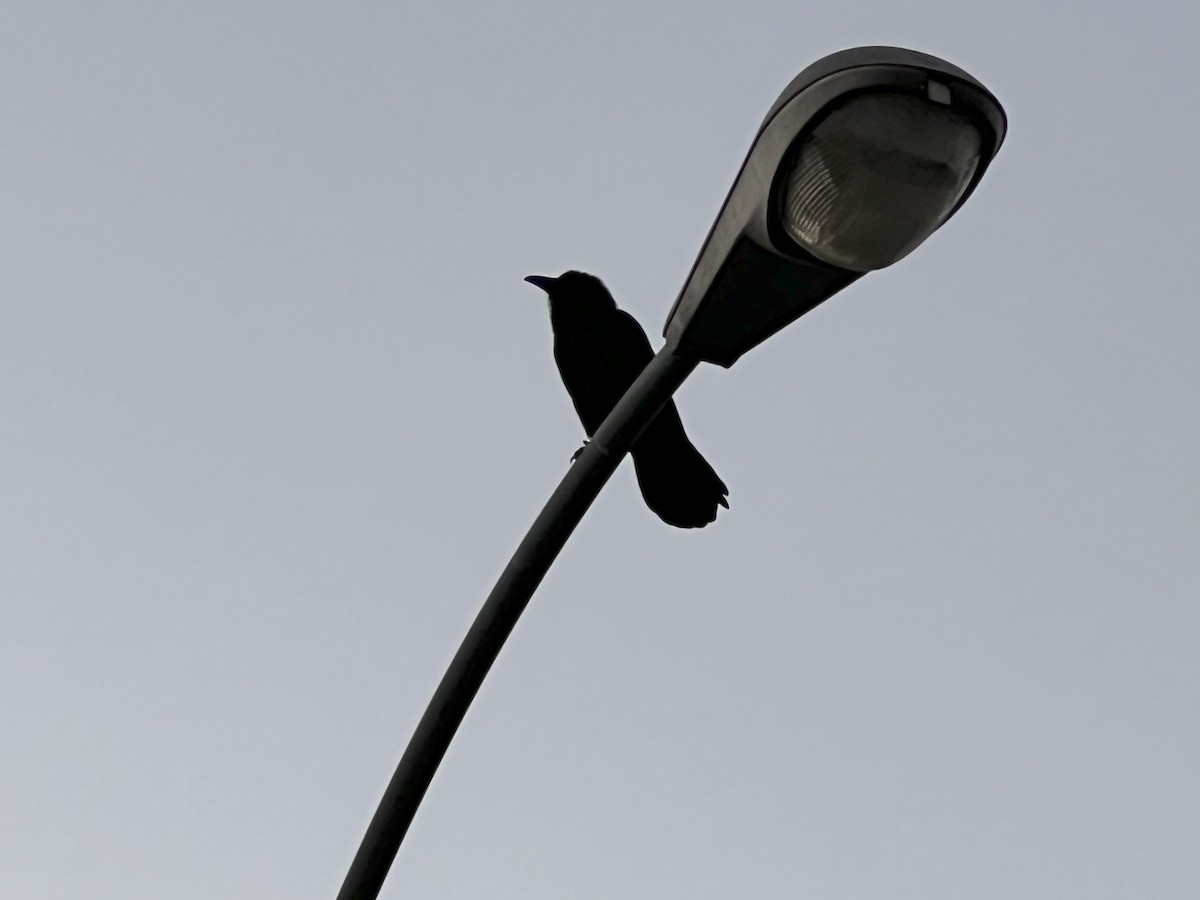Grand Corbeau - ML626069453