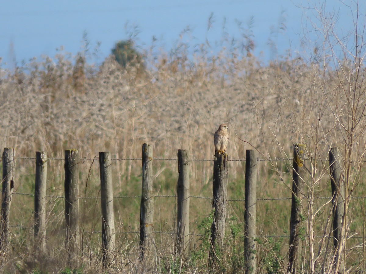 Eurasian Kestrel - ML626069481