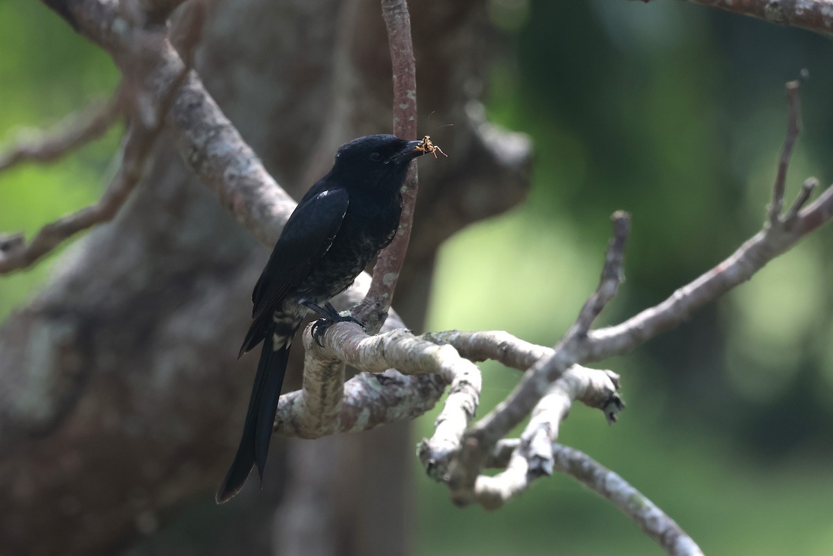 svartdrongo - ML626069526