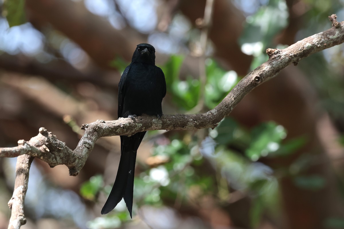 svartdrongo - ML626069527