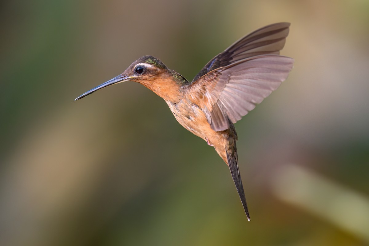 Hook-billed Hermit - ML626069676