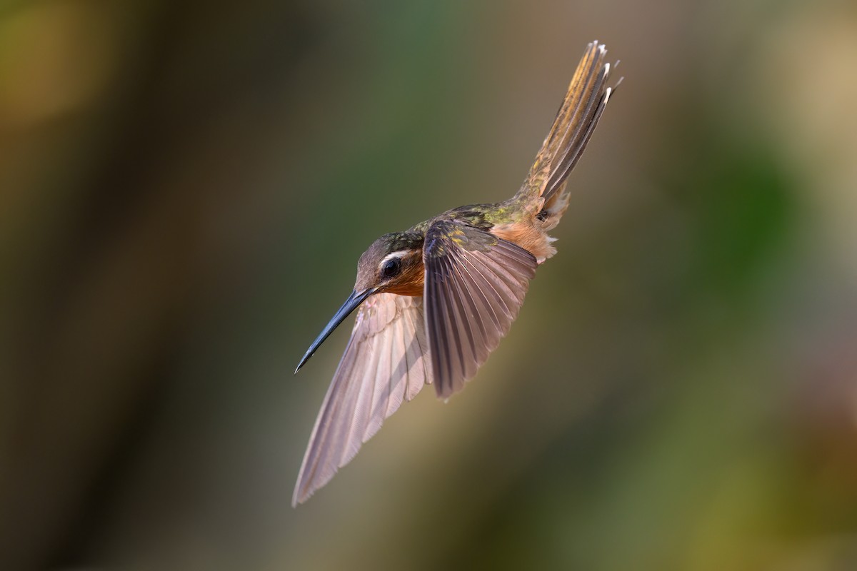 Hook-billed Hermit - ML626069679