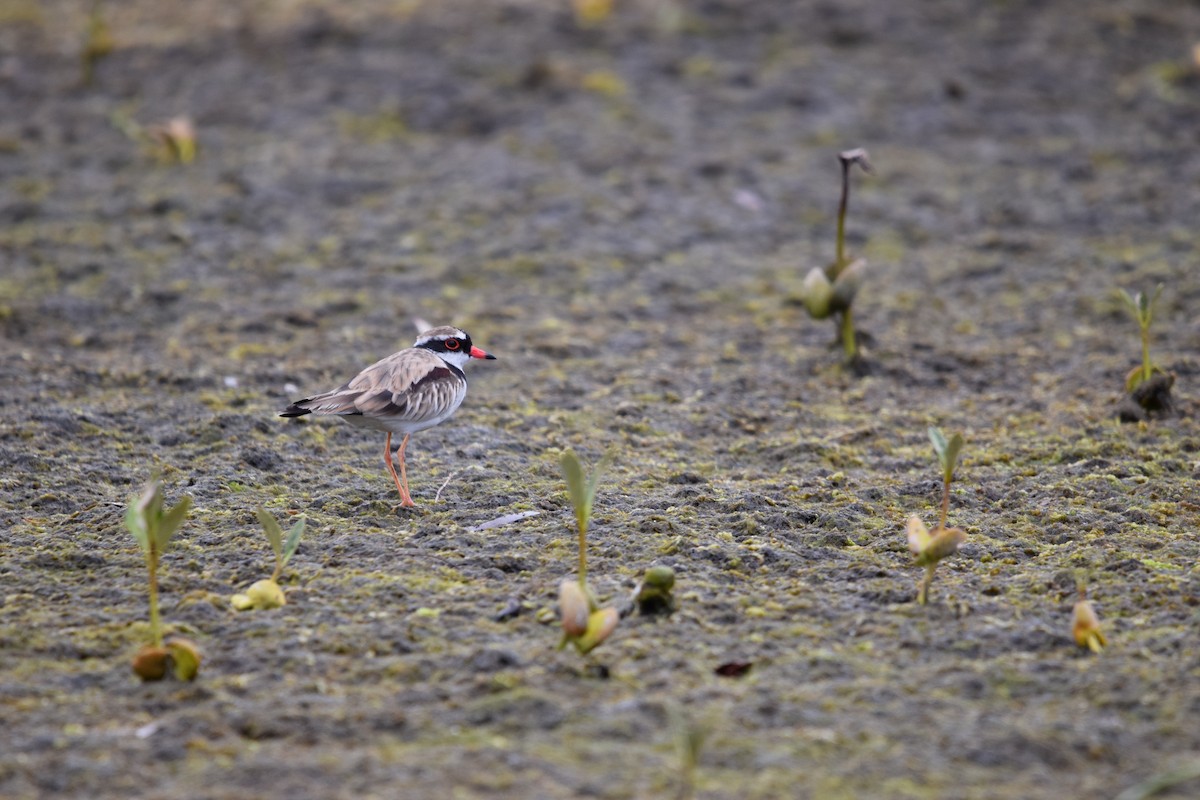 Black-fronted Dotterel - ML626069682