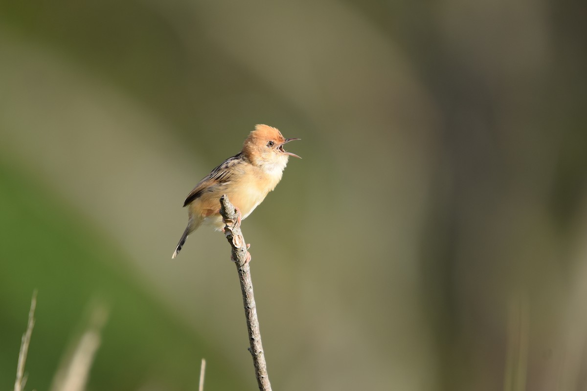 Golden-headed Cisticola - ML626069686