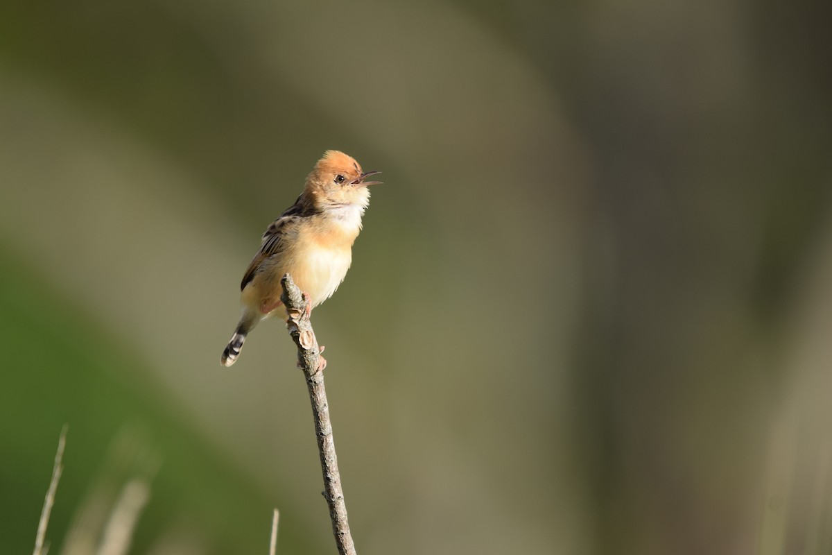 Golden-headed Cisticola - ML626069692