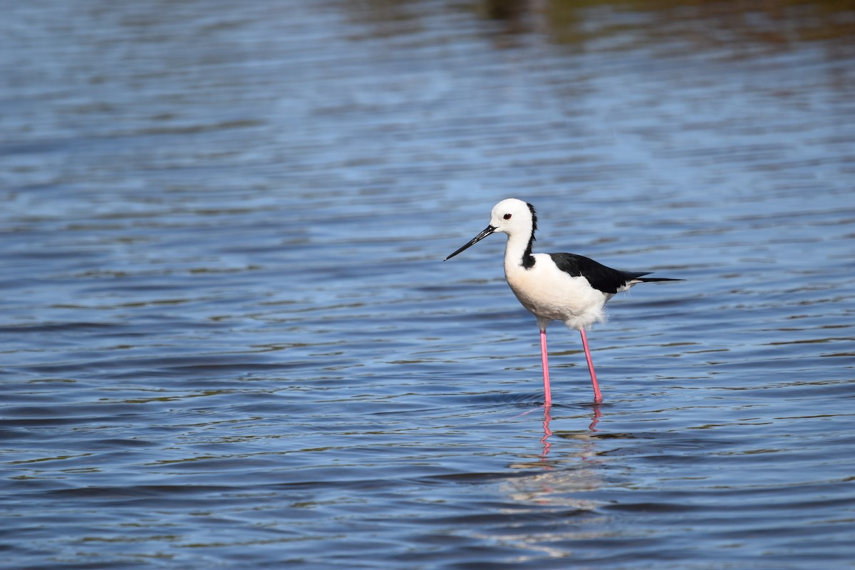 Pied Stilt - ML626069709