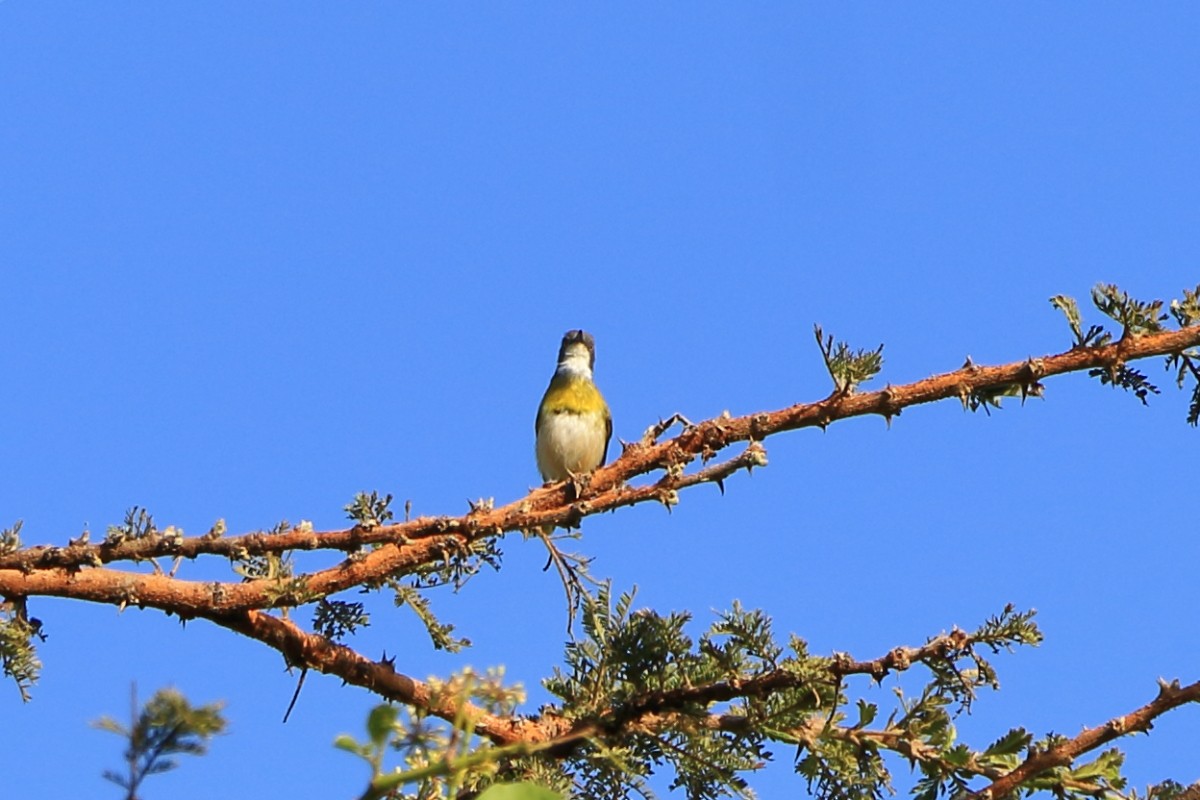 Apalis Pechigualdo - ML626069787