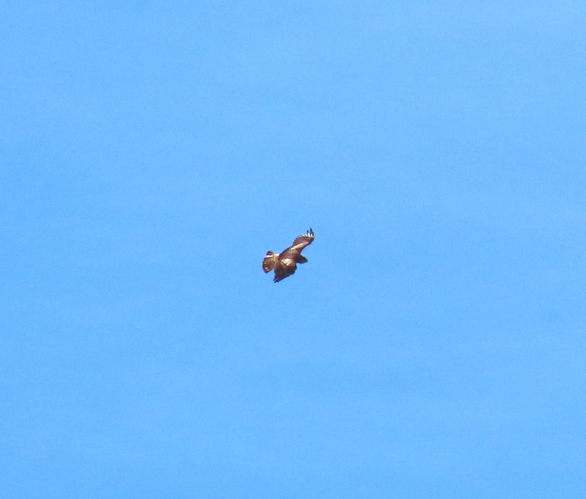 Short-toed Snake-Eagle - ML626069812