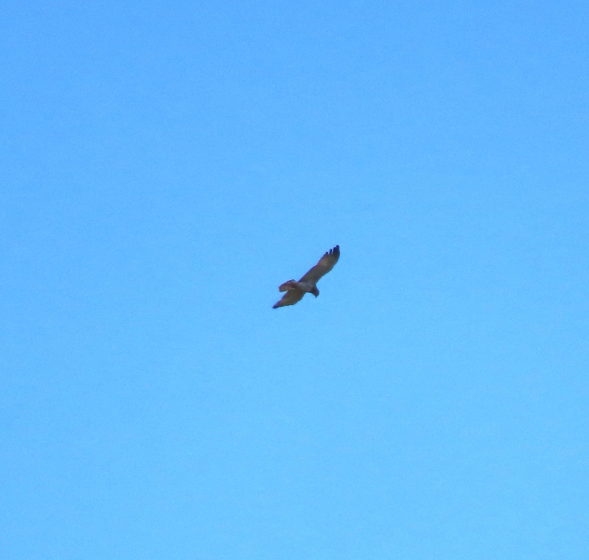 Short-toed Snake-Eagle - ML626069813
