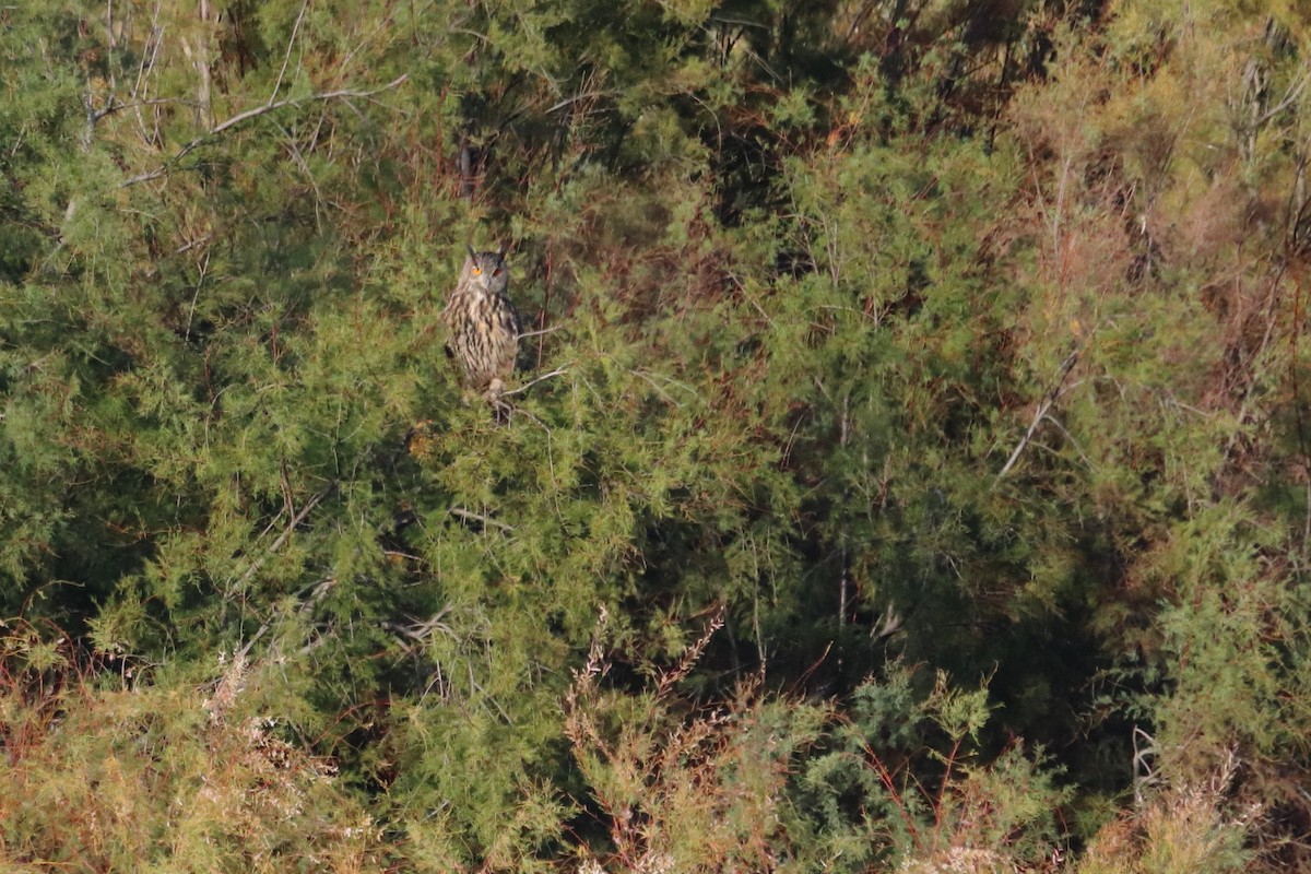 Eurasian Eagle-Owl - ML626069877