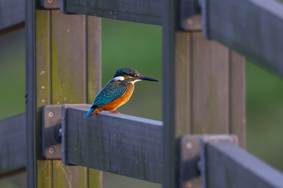 Common Kingfisher - ML626069879