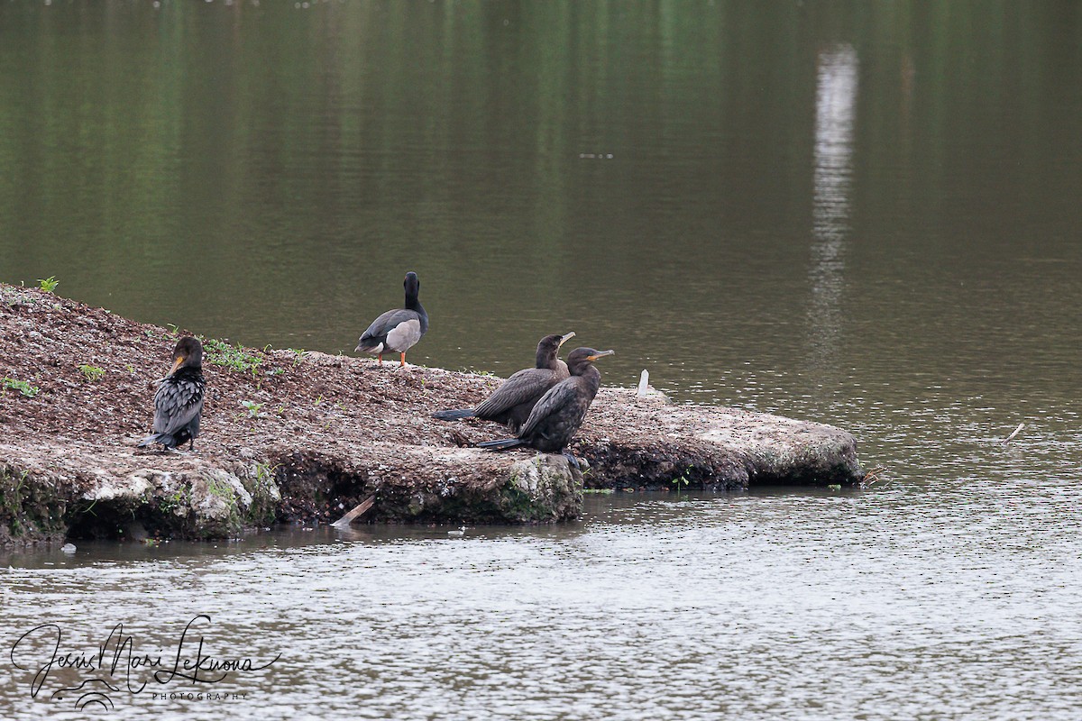 Neotropic Cormorant - ML626069901