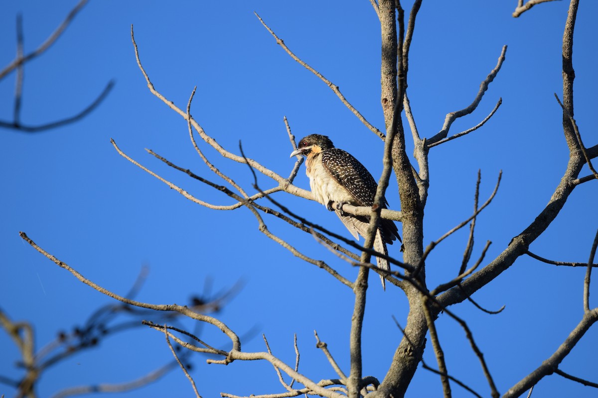 Pacific Koel - ML626069913