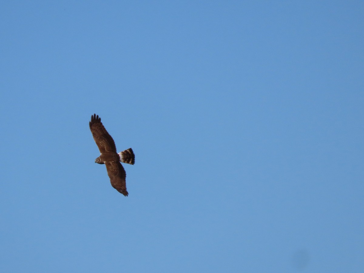 Hen Harrier - ML626069932