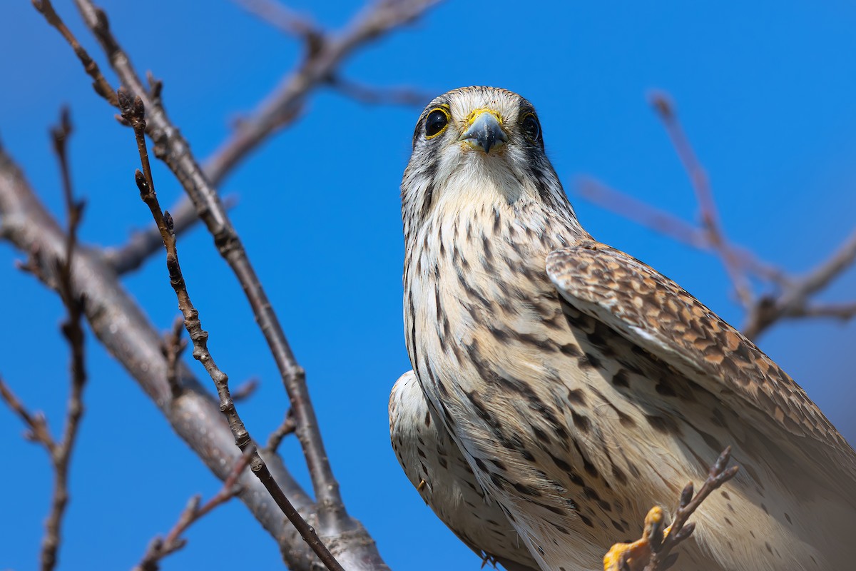 Eurasian Kestrel - ML626069935