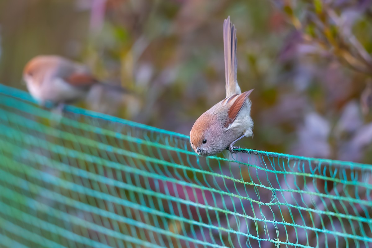 Vinous-throated Parrotbill - ML626069943