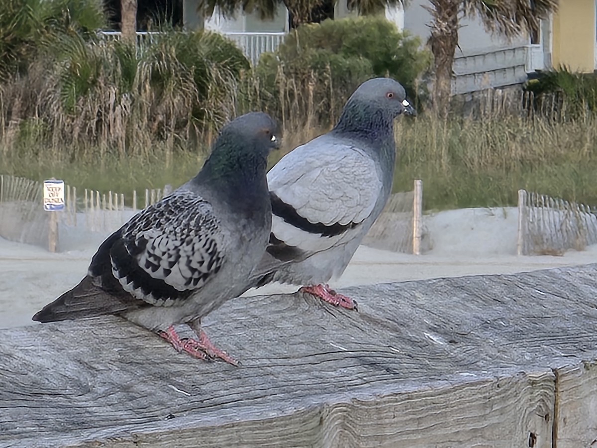 pigeon/dove sp. - ML626069990