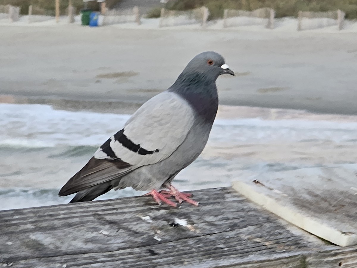 pigeon/dove sp. - ML626069992