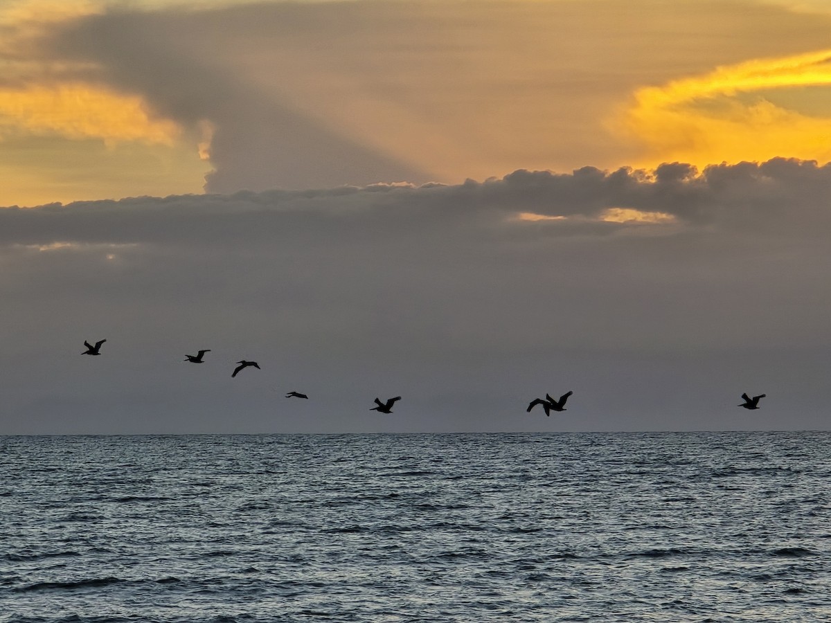 Brown Pelican - ML626069998