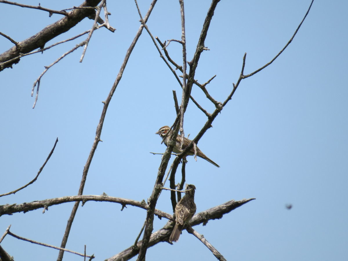 Lark Sparrow - ML62607001