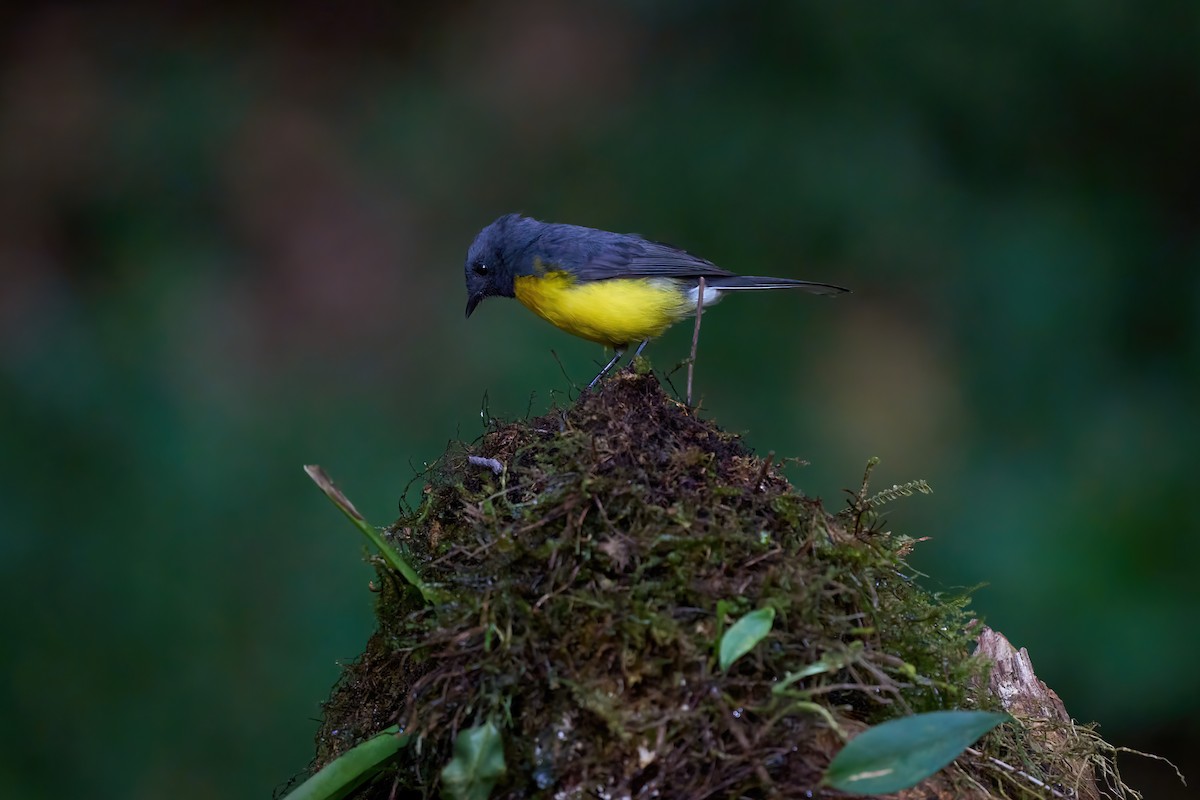 Slate-throated Redstart - ML626070034