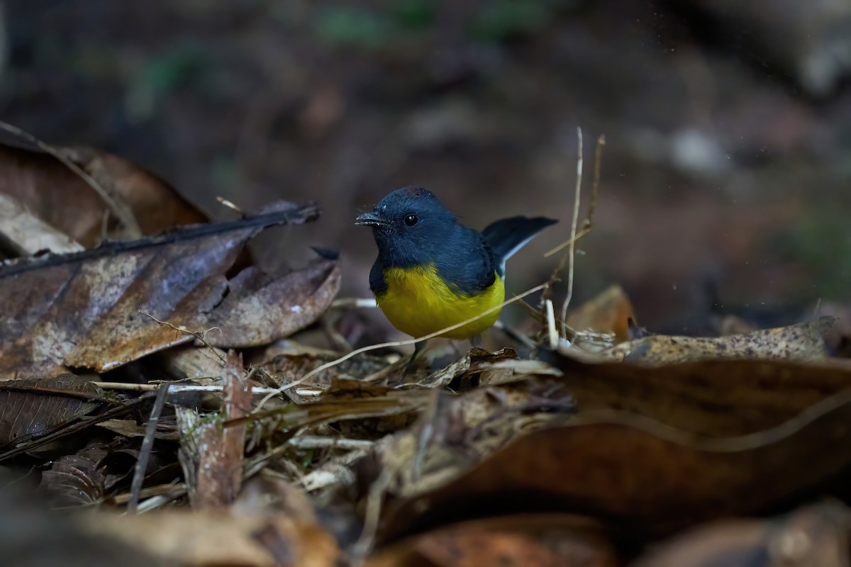 Slate-throated Redstart - ML626070035