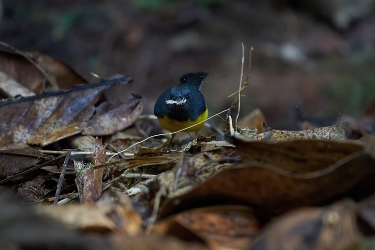 Slate-throated Redstart - ML626070036