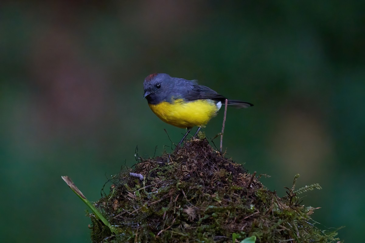 Slate-throated Redstart - ML626070037