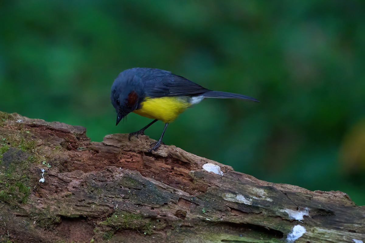 Slate-throated Redstart - ML626070038