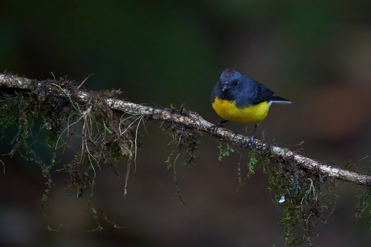 Slate-throated Redstart - ML626070040