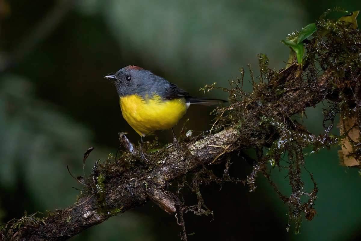 Slate-throated Redstart - ML626070041