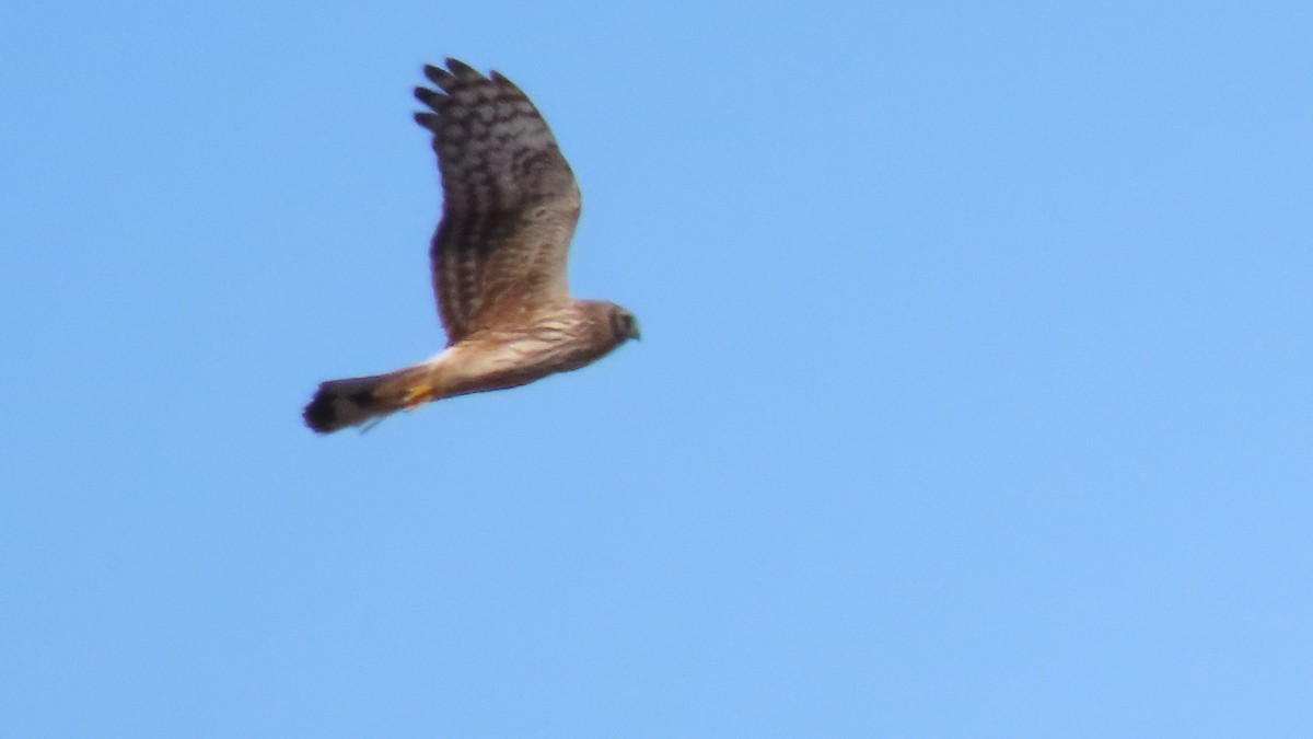 Hen Harrier - ML626070044