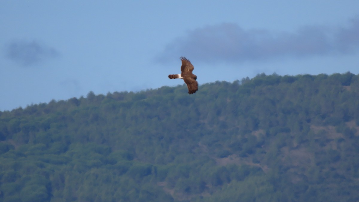 Hen Harrier - ML626070045