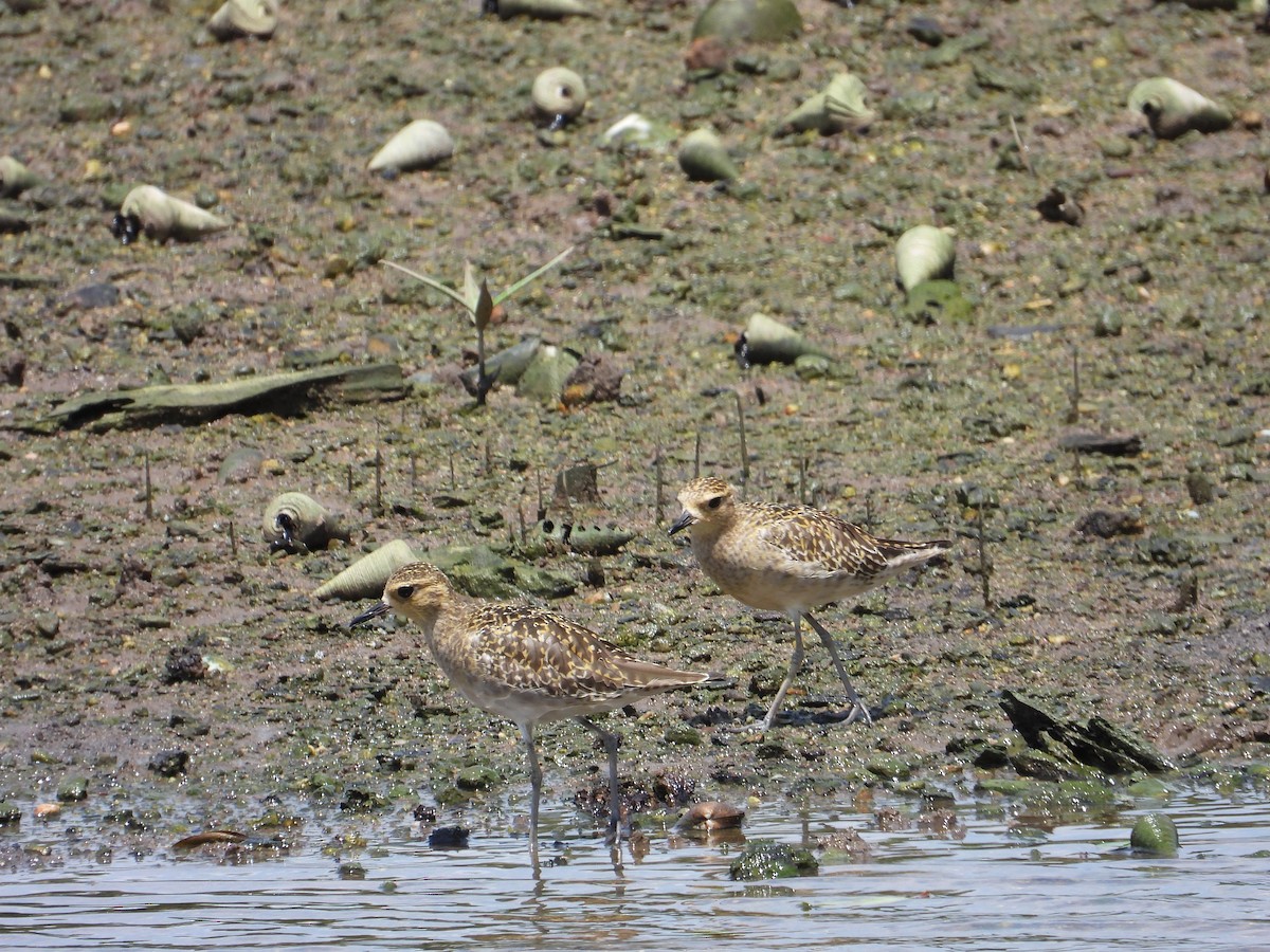 Chorlito Dorado Siberiano - ML626070126