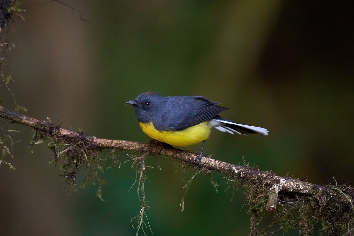 Slate-throated Redstart - ML626070144