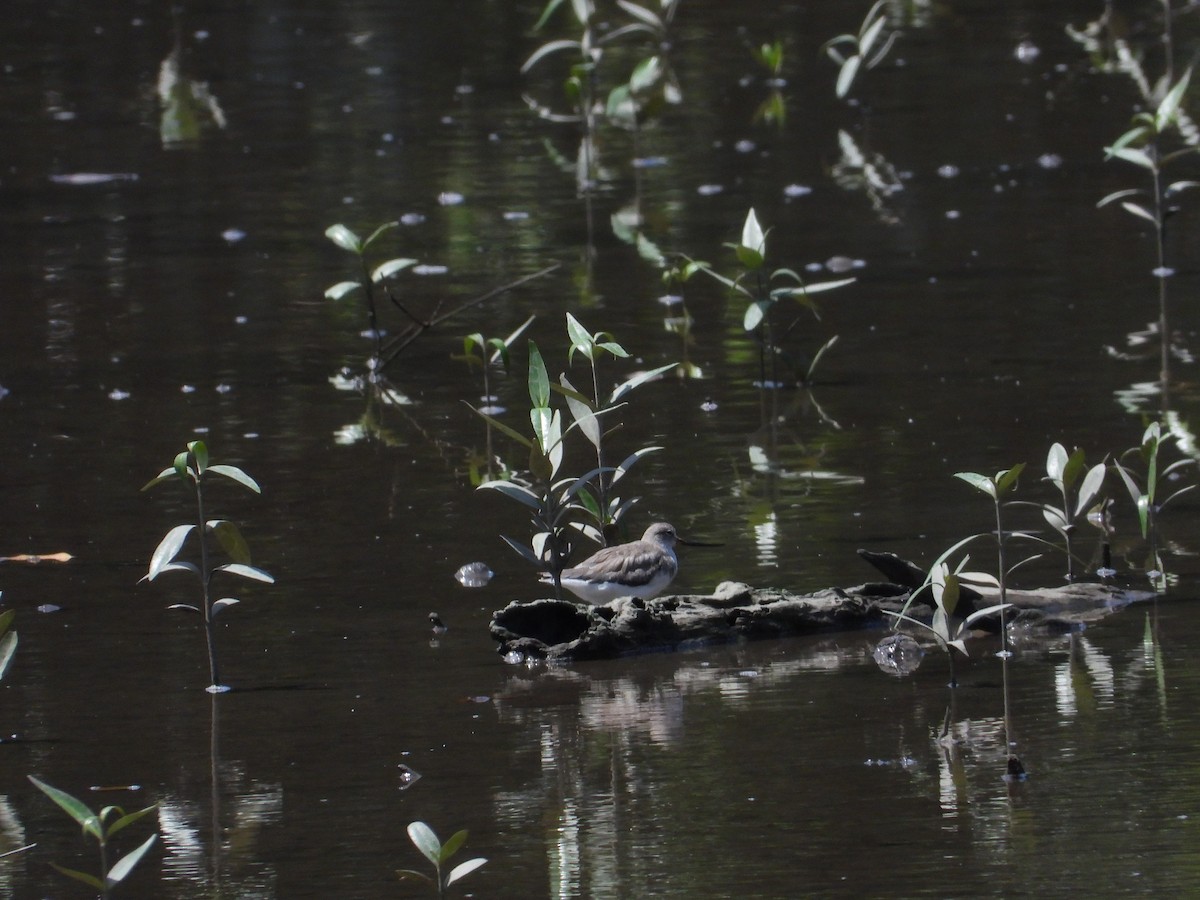 Terek Sandpiper - ML626070148