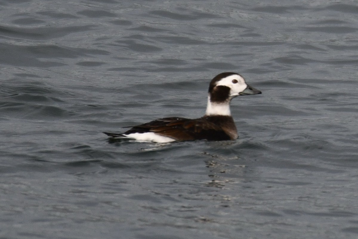 Long-tailed Duck - ML626070179