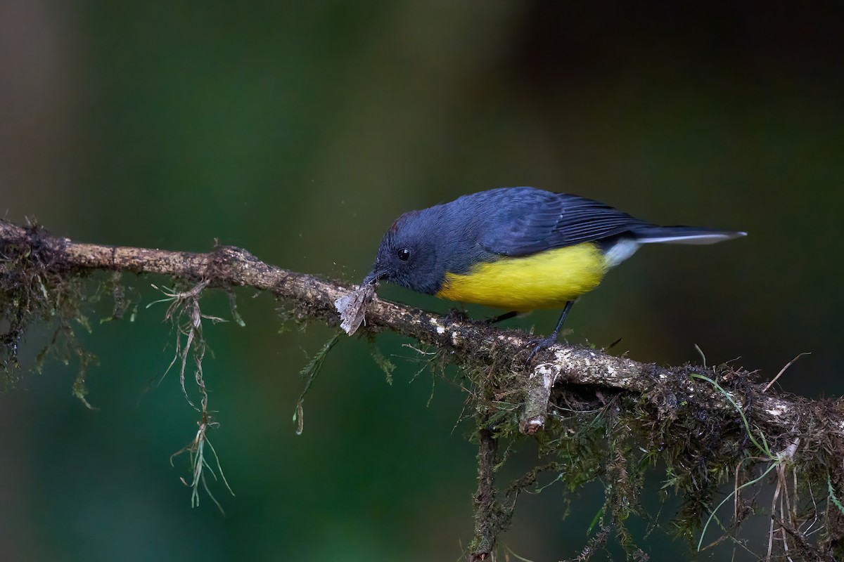 Slate-throated Redstart - ML626070193