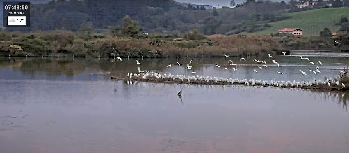 Western Cattle-Egret - ML626070202