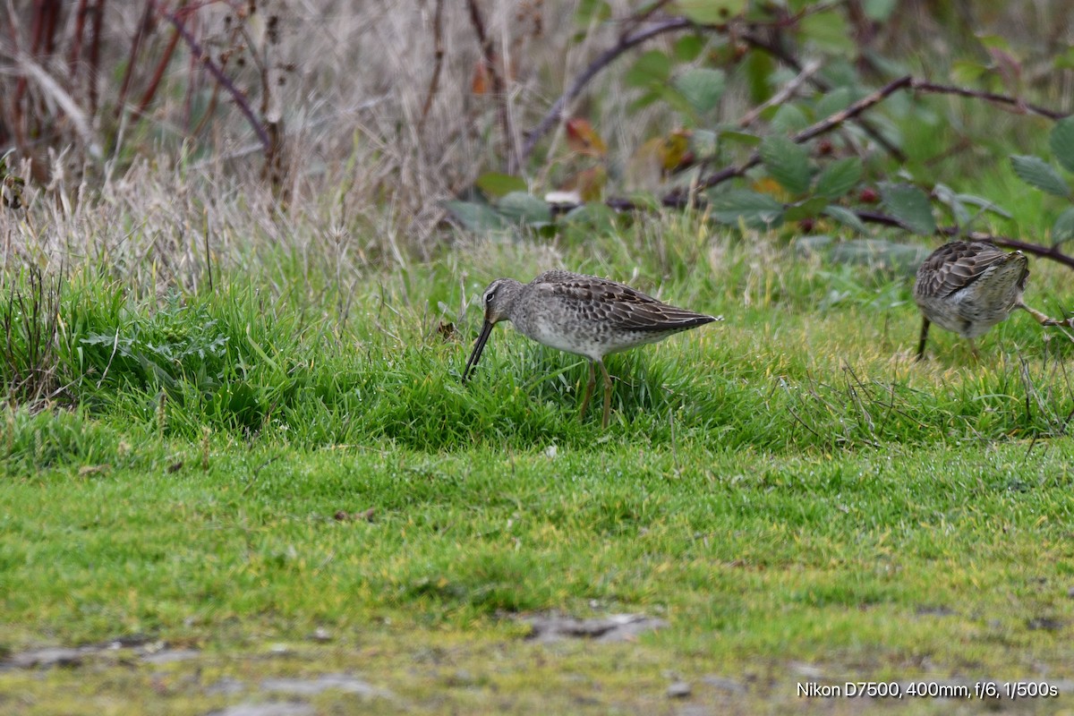 Long-billed Dowitcher - ML626070243