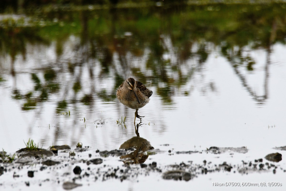 Long-billed Dowitcher - ML626070244